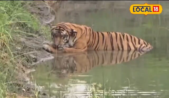 Lakhimpur Kheri News : वाटरहोल में आराम करती मिली दुधवा क्वीन, खोज रहे थे 30 कैमरे, दो हाथी और दर्जनों वनकर्मी, जानें क्यों