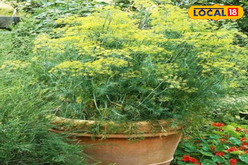 सौंफ सौंफ