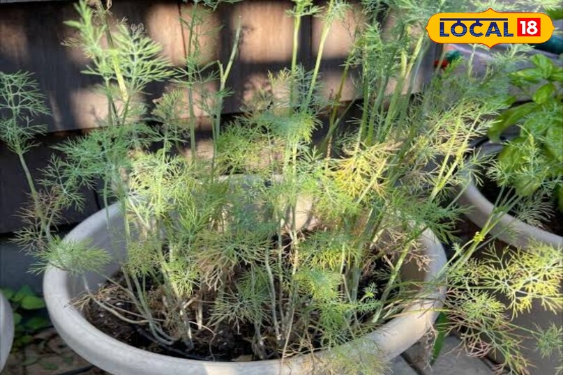 सौंफ का पौधा करीब 180 से 216 दिन में तैयार हो जाती है लेकिन कुछ किस्मों को तैयार होने सौंफ का पौधा करीब 180 से 216 दिन में तैयार हो जाती है लेकिन कुछ किस्मों को तैयार होने