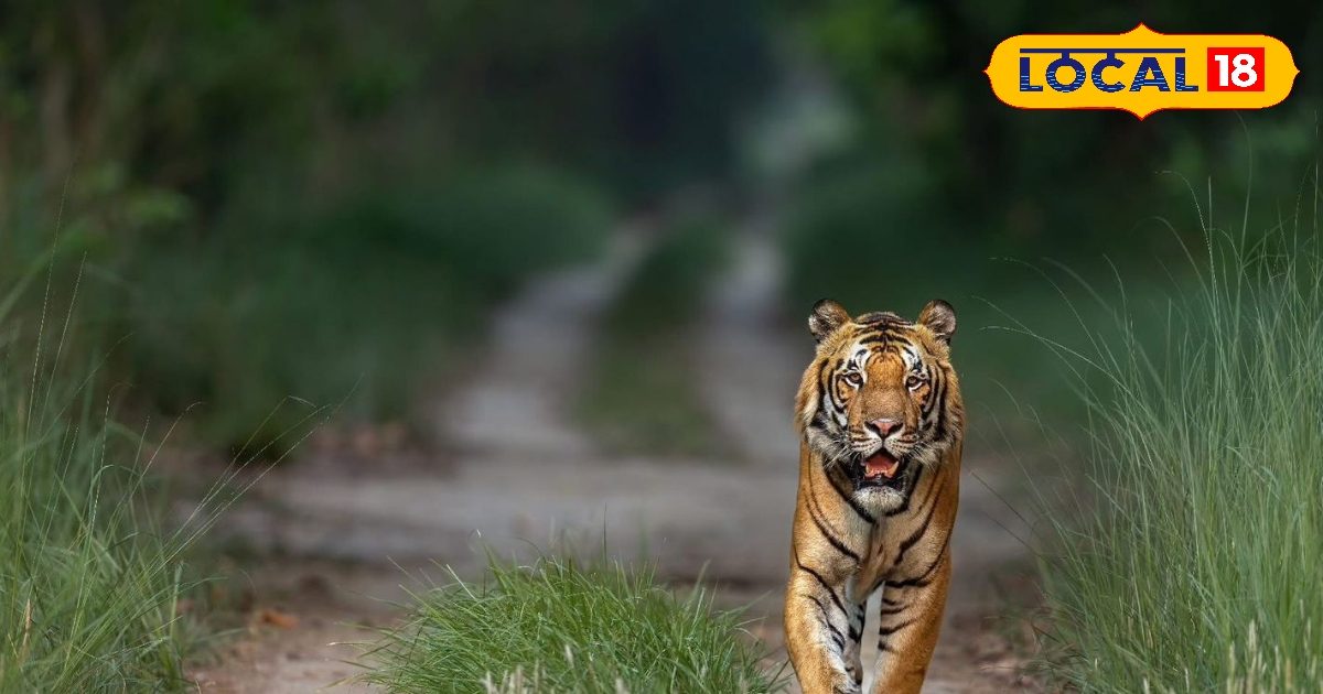 सिर्फ बाघ नहीं, बीच भी मिलेगा! Pilibhit Tiger Reserve की ट्रिप के लिए आखिरी चांस, आज ही बुक करें
