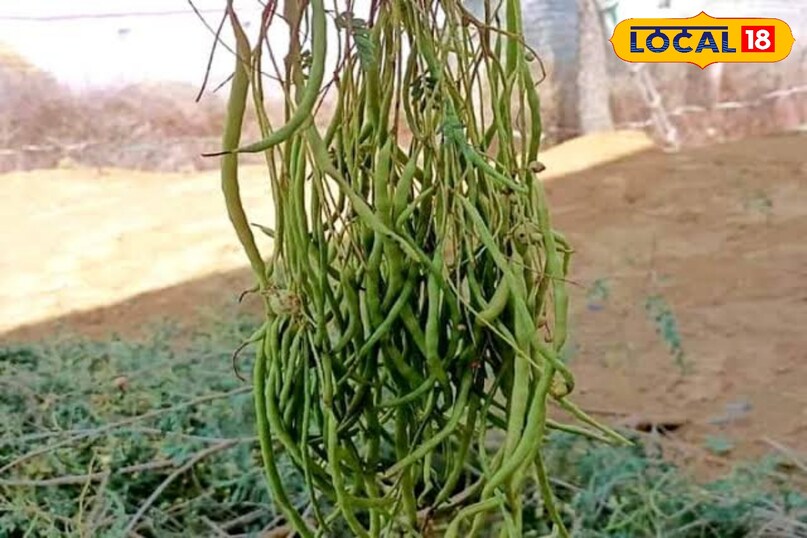 Prices increase by drying Sangri