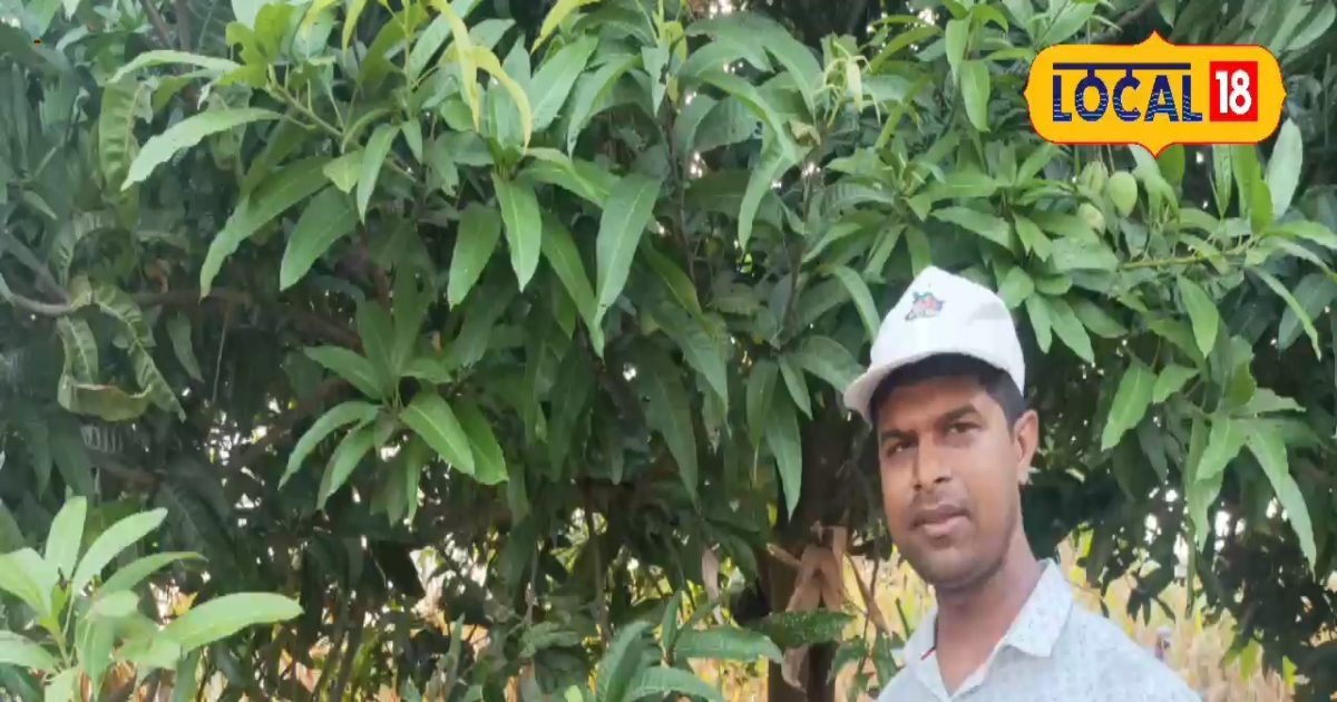 Mango Farming: पूर्वजों की एक बार की मेहनत...आज भी घर बैठे हो रहा ...