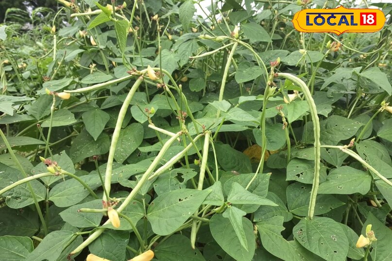 moradabad news,hindi news,up news,local news, मुरादाबाद समाचार, हिंदी समाचार, यूपी समाचार, लोकल समाचार। 