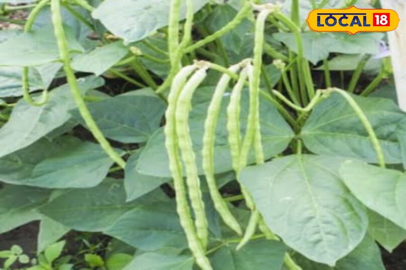 moradabad news,hindi news,up news,local news, मुरादाबाद समाचार, हिंदी समाचार, यूपी समाचार, लोकल समाचार। 