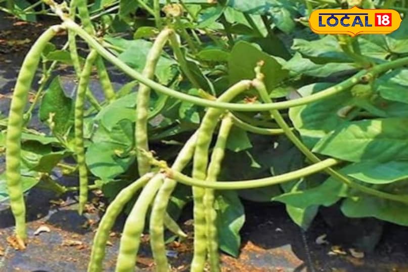 बारिश हो या गर्मी इस सब्जी की खेती से करें मोटी कमाई, सिर्फ 50 दिनों में बरसेगा छप्परफाड़ पैसा बारिश हो या गर्मी इस सब्जी की खेती से करें मोटी कमाई, सिर्फ 50 दिनों में बरसेगा छप्परफाड़ पैसा