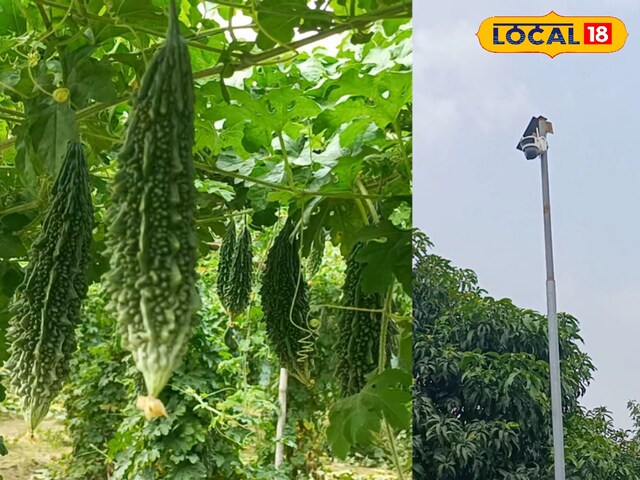 करेला करेला