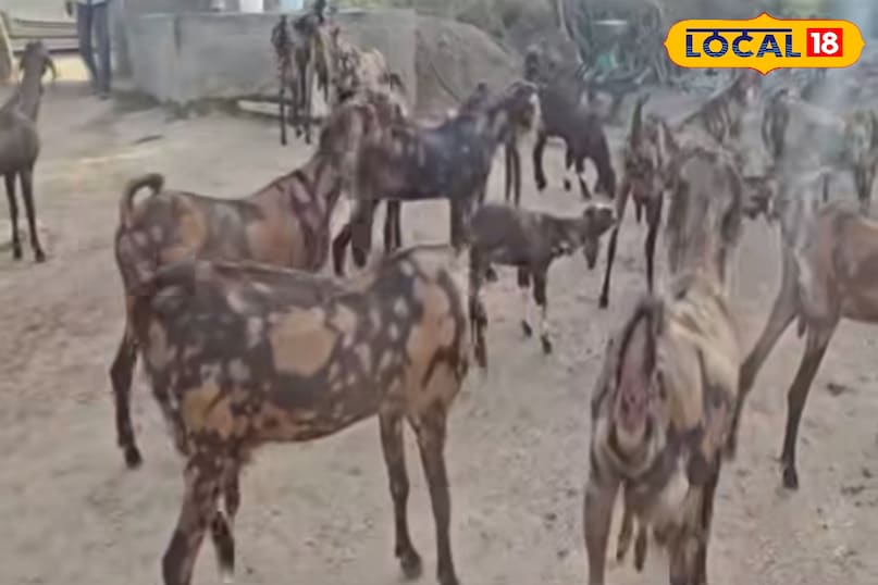 सिरोही नस्ल बकरी सिरोही नस्ल बकरी