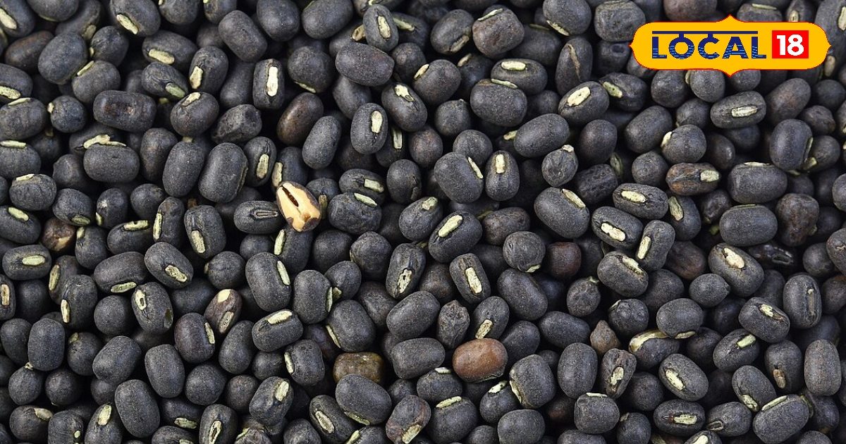 Urad Farming: गर्मियों में इस विधि से करें उड़द की खेती, लागत से दोगुना होगा मुनाफा, जानें कृषि एक्सपर्ट से