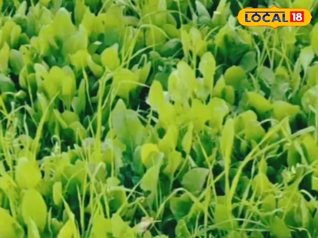 माता-पिता माता-पिता