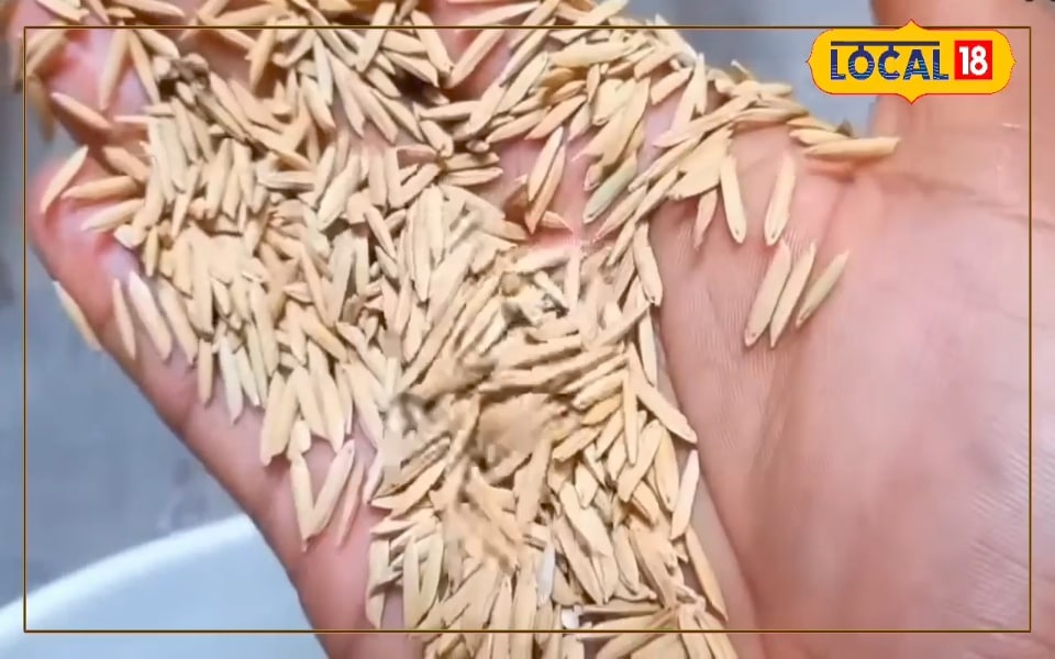 धान की नर्सरी कैसे करें तैयार? कितना चाहिए बीज? बंपर पैदावार के लिए किसान जानिए एक्सपर्ट की ये सलाह