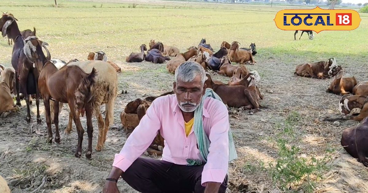 अचानक बकरियों की मौत से हड़कंप, पशुपालकों को हुआ लाखों का नुकसान, जानें वजह