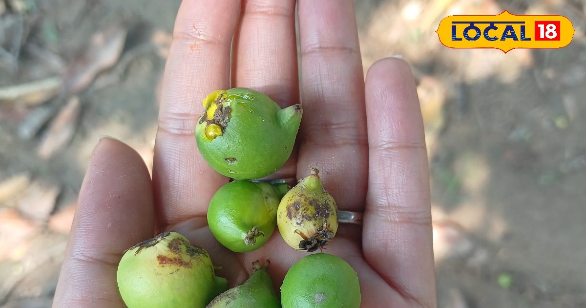 Health Tips: 100 साल पहले नवाबों का लाया ये पेड़ कर रहा डॉक्टरों का काम, लीवर, पेट की समस्या में है रामबाण