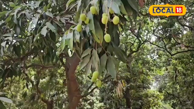 किसानों को मिला बड़ा तोहफा! अब नहीं फटेगी लीची, आमदनी दोगुनी होगी, जानिए उपाय