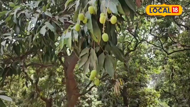 किसानों को मिला बड़ा तोहफा! अब नहीं फटेगी लीची, आमदनी दोगुनी होगी, जानिए उपाय किसानों को मिला बड़ा तोहफा! अब नहीं फटेगी लीची, आमदनी दोगुनी होगी, जानिए उपाय