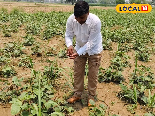 गन्ने के साथ करें मूंग की खेती, कम लागत में होगा दोगुना मुनाफा, जानें कैसे गन्ने के साथ करें मूंग की खेती, कम लागत में होगा दोगुना मुनाफा, जानें कैसे