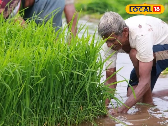 पहले मानसून की बारिश के बाद, किसानों को यह काम करना चाहिए, फसल खराब नहीं होगी पहले मानसून की बारिश के बाद, किसानों को यह काम करना चाहिए, फसल खराब नहीं होगी