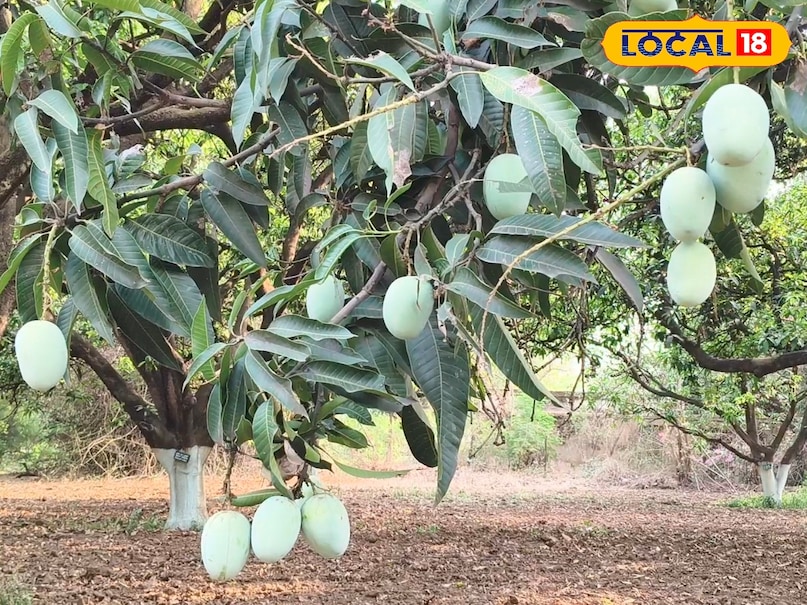 Mango Gardening Tips, Mango farming, local 18, Chhattisgarh news, mango tree cultivation, agriculture news Mango Gardening Tips, Mango farming, local 18, Chhattisgarh news, mango tree cultivation, agriculture news