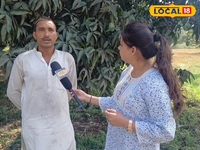 रामपुर के इस बाग में उगते हैं एक हजार किस्म के आम, ऐसी वैरायटी कहीं नहीं, विदेशों तक डिमांड