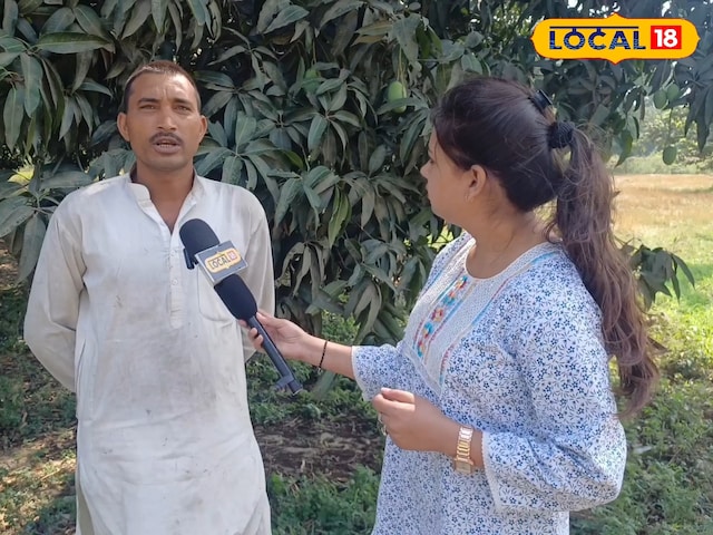 रामपुर के इस बाग में उगते हैं एक हजार किस्म के आम, ऐसी वैरायटी कहीं नहीं, विदेशों तक डिमांड रामपुर के इस बाग में उगते हैं एक हजार किस्म के आम, ऐसी वैरायटी कहीं नहीं, विदेशों तक डिमांड