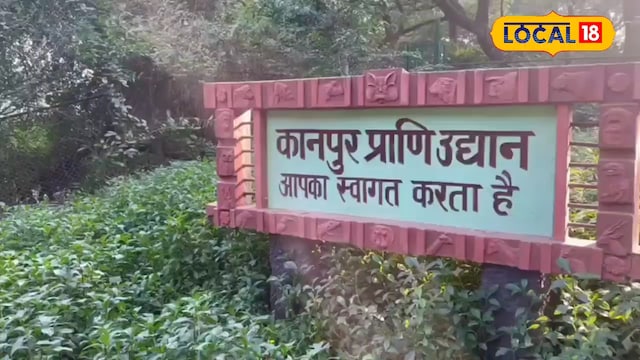 बर्ड फ्लू के बीच कानपुर जू में ड्रामा! शेर पटौदी को लाने का छिपाया गया सच, अफसरों पर अब कार्रवाई तय बर्ड फ्लू के बीच कानपुर जू में ड्रामा! शेर पटौदी को लाने का छिपाया गया सच, अफसरों पर अब कार्रवाई तय