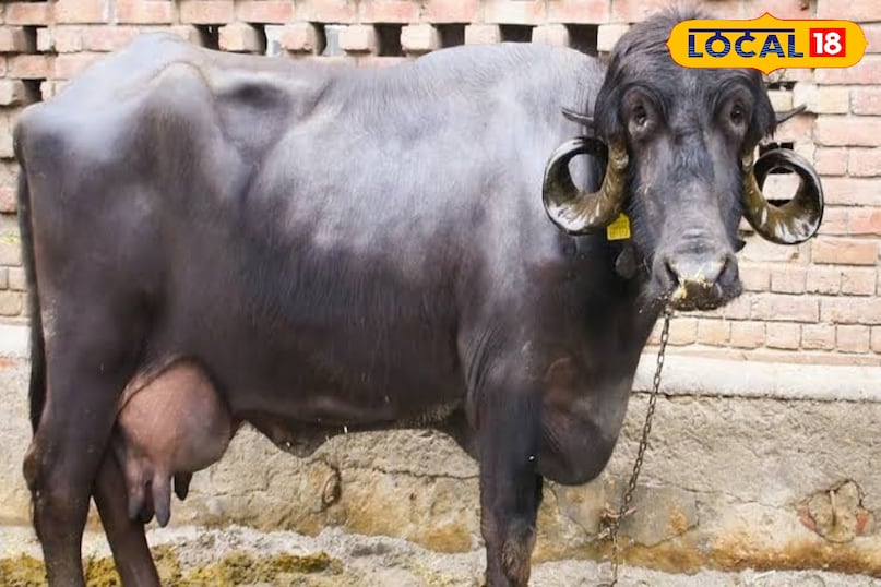 गिर की पहाड़ियों के बाद कच्छ में निम्नलिखित