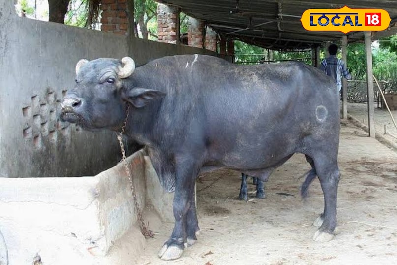 निम्नलिखित मेहसाना, गुजरात में होता है