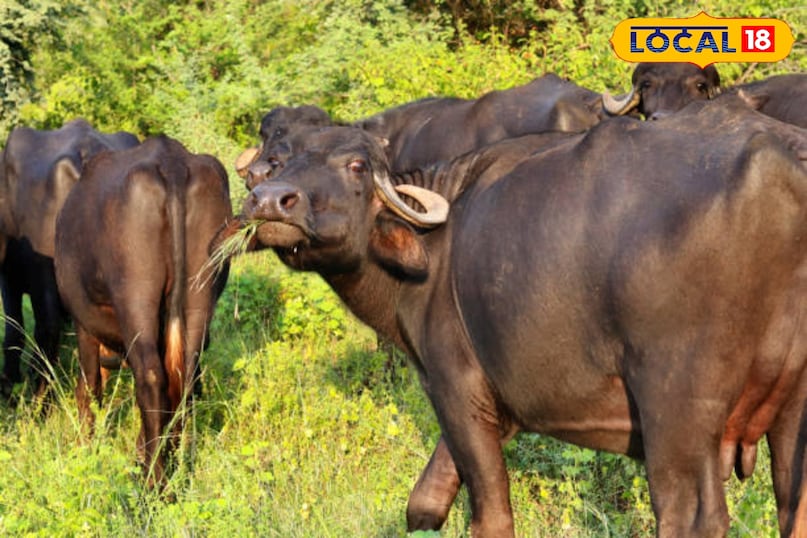 इसे कुंडी बफ़ेलो भी कहा जाता है