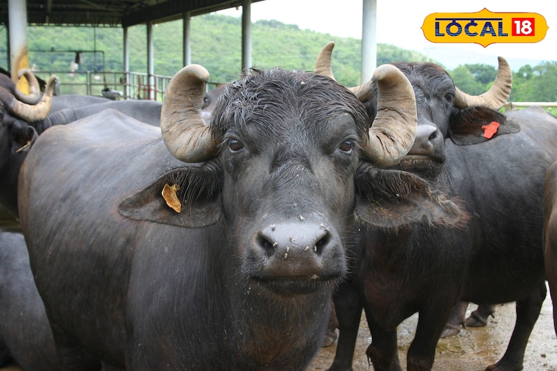 Barmer, Jaisalmer सबसे अधिक पाला गया मुर्रा नस्ल है