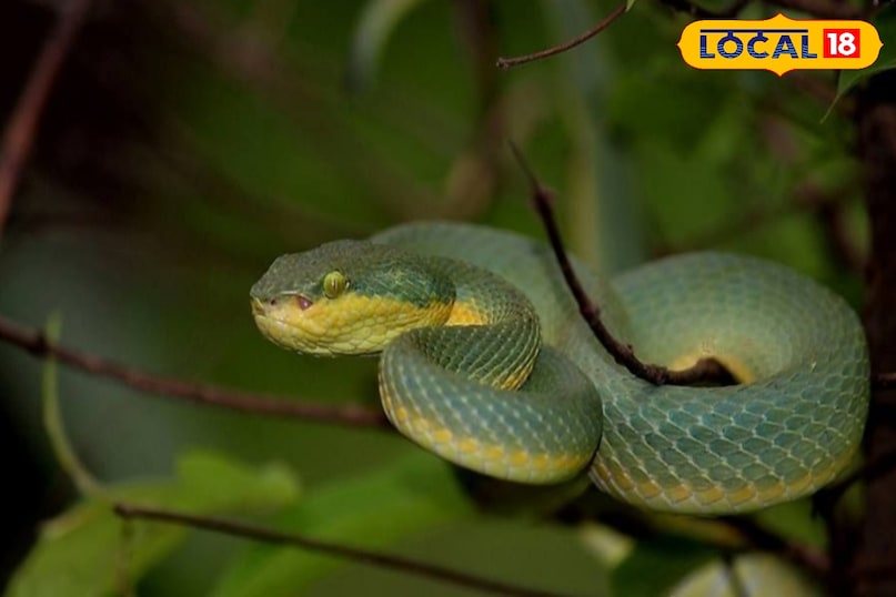 बंबू ग्रीन पिट वाइपर बंबू ग्रीन पिट वाइपर