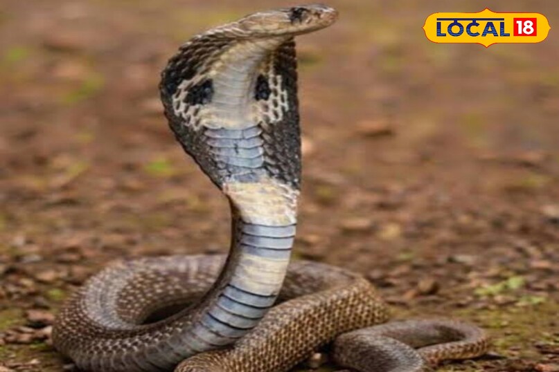 सांप के फन से करें उसके जहरीले होने की पहचान.