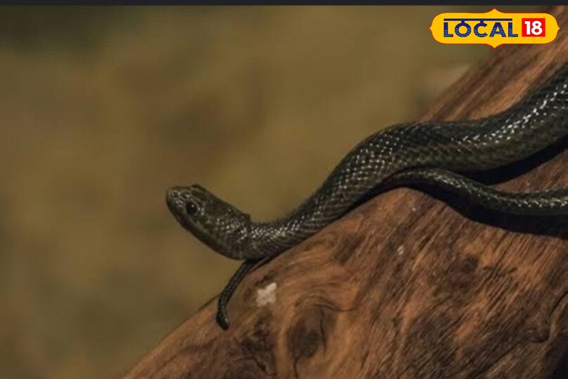 काटने के निशान बता देंगे सांप जहरीला था या नहीं.