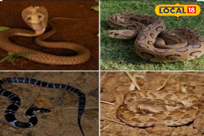 प्रतिशत में बंटे हैं विंध्य क्षेत्र के जहरीले और गैर जहरीले सांप.
