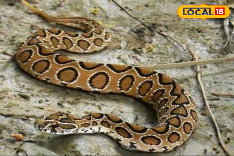 जरूरत पड़ने पर ही जहर खर्च करता है सांप.