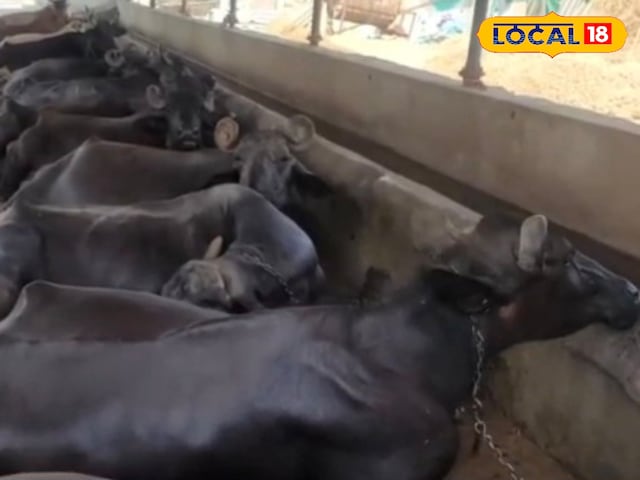 काला सोना काला सोना