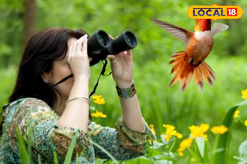 Birds see