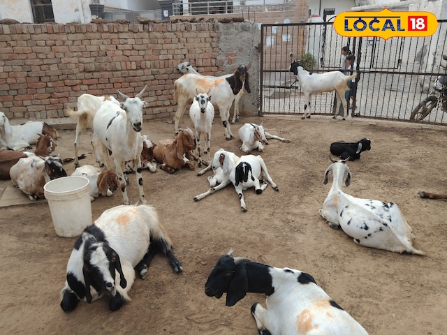 बकरी बकरी