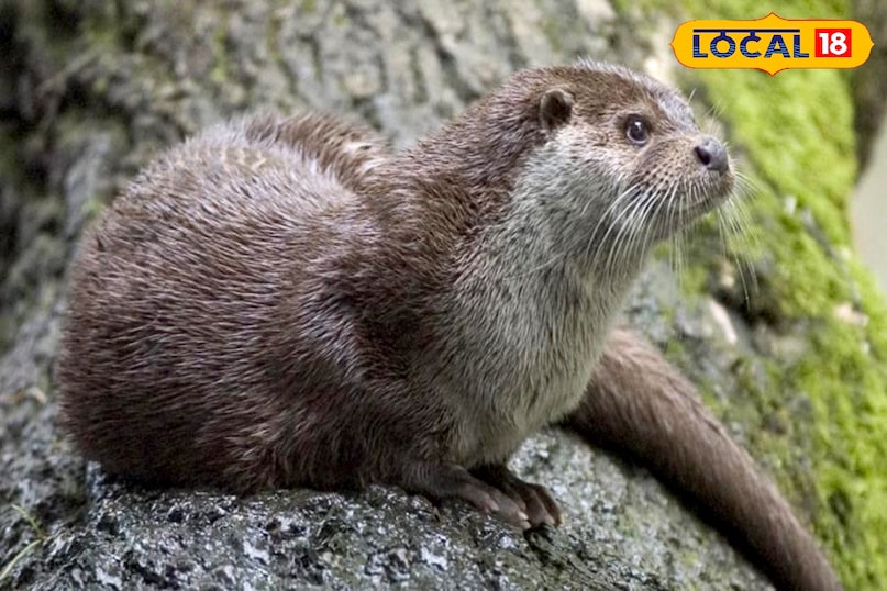 otter otter