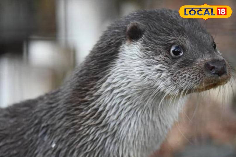 otter otter