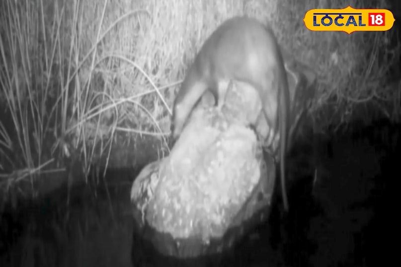 otter otter