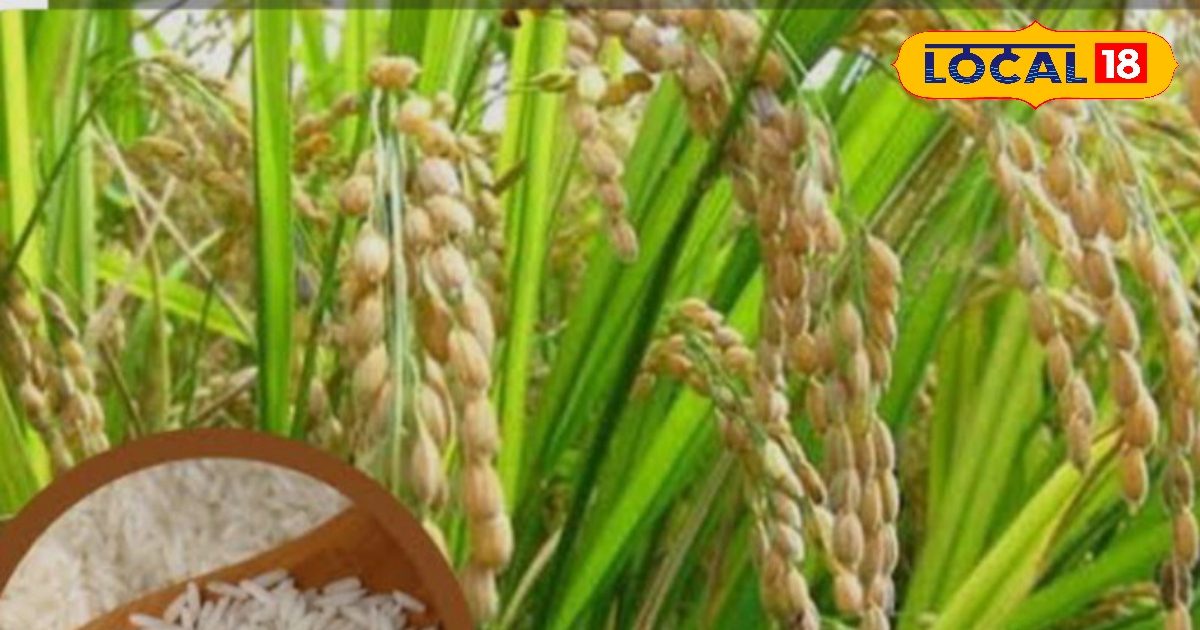 Paddy Varieties: सुगंध का खजाना है धान की ये किस्म, कम पानी में होगी शानदार उपज, किसान भी होंगे मालामाल