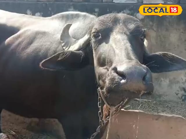 पशु पालक