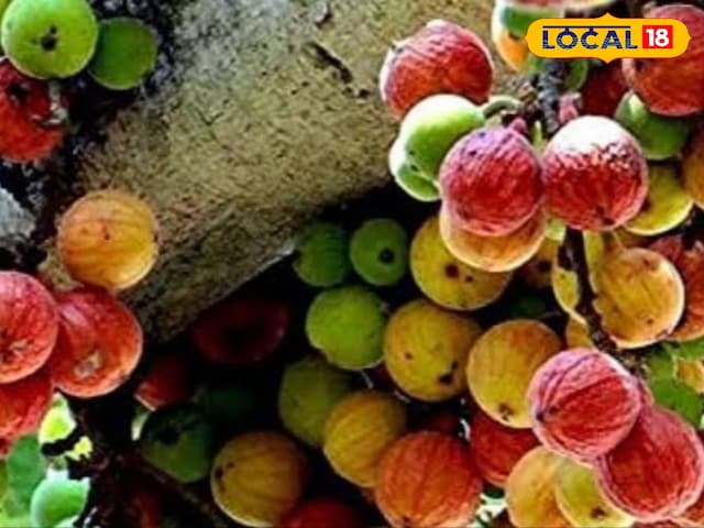 Dehradun News : हैजा और पीलिया का काल, दुधारू पशुओं के लिए अमृत…वरदान है ये पहाड़ी फल Dehradun News : हैजा और पीलिया का काल, दुधारू पशुओं के लिए अमृत…वरदान है ये पहाड़ी फल