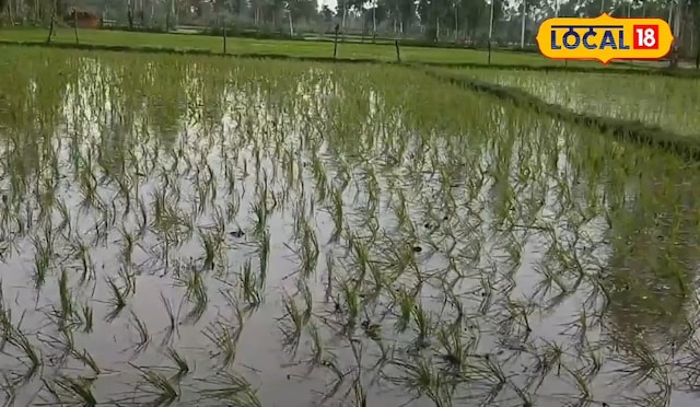 Azamgarh News : बाढ़ आए या सैलाब…धान की ये दो किस्में हर आफत का इलाज, डूबकर भी देंगी बंपर पैदावार