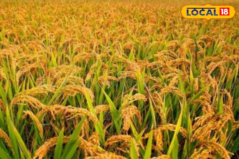 किसान भाई..गेहूं की तरह बोएं धान, कम आएगी लागत, मुनाफे से भर जाएगी जेब