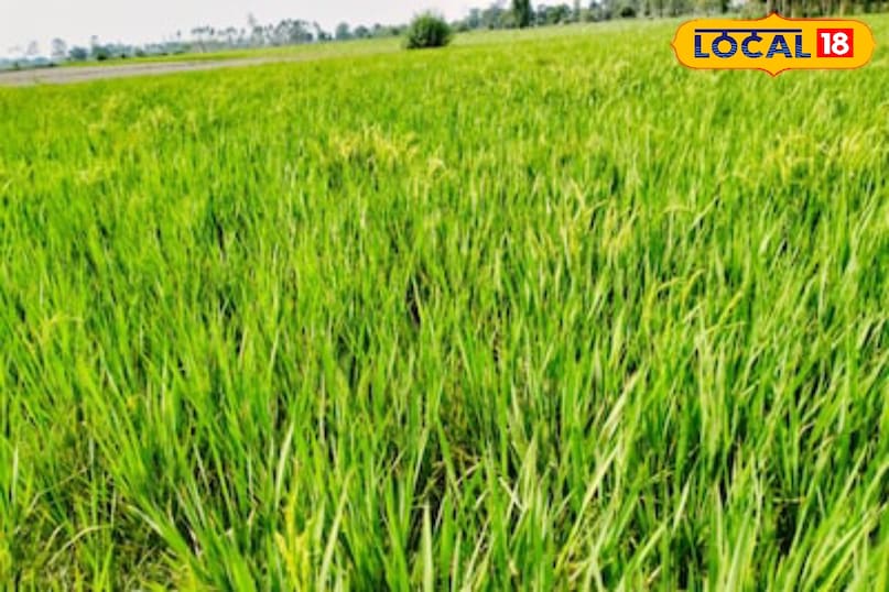 moradabad news,hindi news,up news,local news, मुरादाबाद समाचार, हिंदी समाचार, यूपी समाचार, लोकल समाचार। moradabad news,hindi news,up news,local news, मुरादाबाद समाचार, हिंदी समाचार, यूपी समाचार, लोकल समाचार।