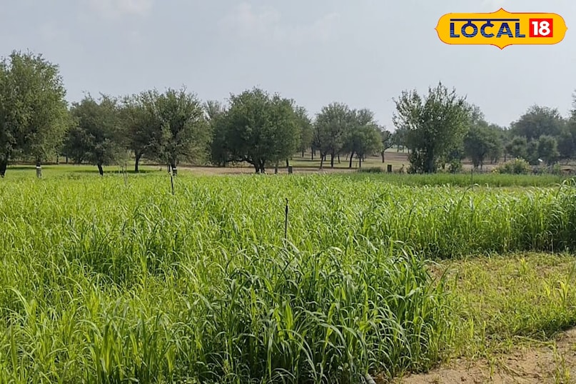 कृषि युक्तियाँ 