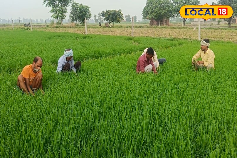 वैज्ञानिक विधि से तैयार करें धान की नर्सरी, डबल होगा उत्पादन वैज्ञानिक विधि से तैयार करें धान की नर्सरी, डबल होगा उत्पादन