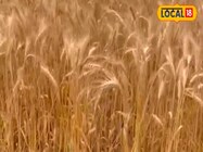 अभी काटी है गेहूं की फसल? अपनाएं ये देसी तरीका, सालभर नहीं होगा खराब