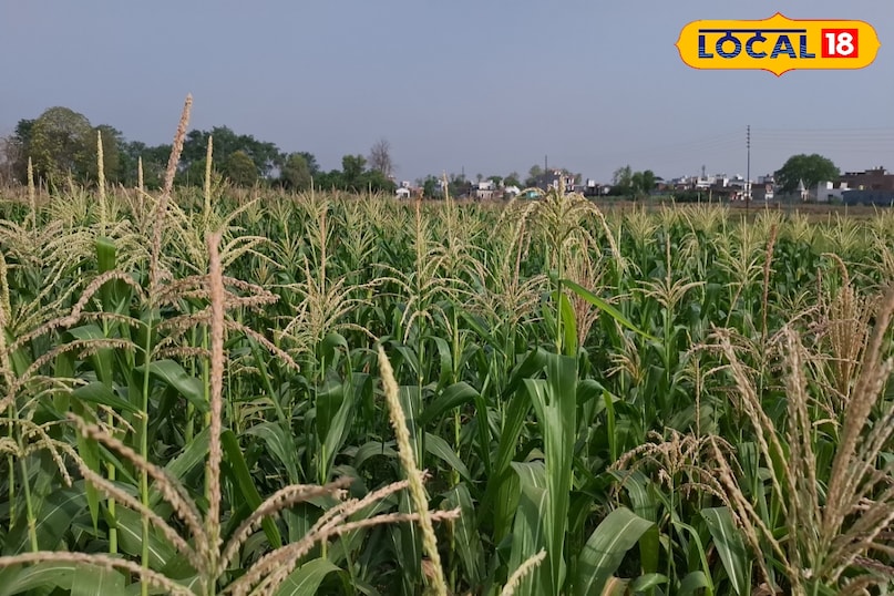 बेबी कॉर्न की खेती से किसानों को होगा मुनाफा, मार्केट में है भारी डिमांड