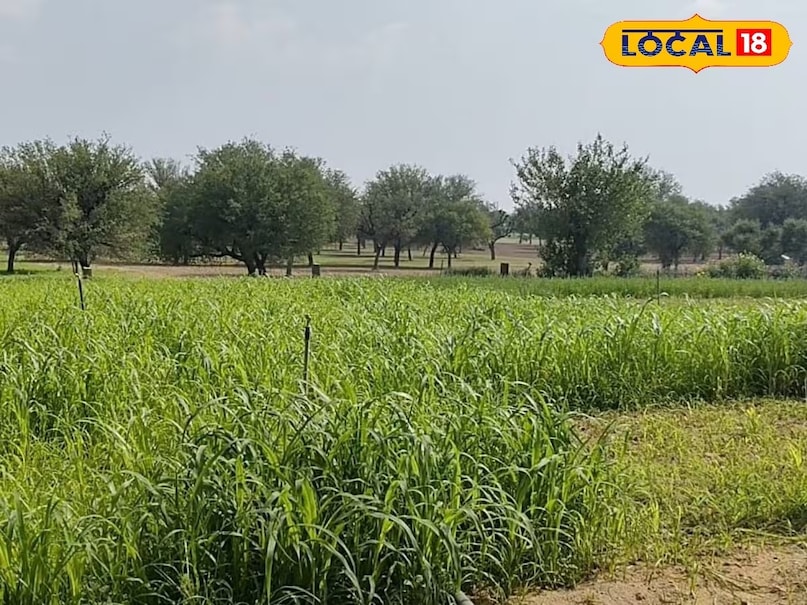 Agriculture tips, farming tips, agriculture news , DAP , fertilizer , Kisan News , एसएसपी खाद , डीएपी खाद , DAP Fertilizer , DAP crisis , Fertilizer shortage , Single Super Phosphate, Fertilizer, Fertilizer, Agriculture, Farming, Kharif Season, Kharif Season crop, DAP, Agriculture tips, farming tips, agriculture news , DAP , fertilizer , Kisan News , एसएसपी खाद , डीएपी खाद , DAP Fertilizer , DAP crisis , Fertilizer shortage , Single Super Phosphate, Fertilizer, Fertilizer, Agriculture, Farming, Kharif Season, Kharif Season crop, DAP,